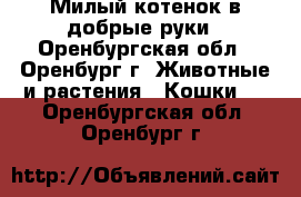 Милый котенок в добрые руки - Оренбургская обл., Оренбург г. Животные и растения » Кошки   . Оренбургская обл.,Оренбург г.
